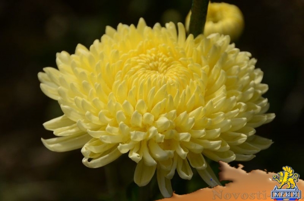 Селекционеры Никитского ботсада дали названия своим хризантемам по итогам народного голосования - «Общество Крыма» Селекционеры Никитского ботсада дали названия своим хризантемам по итогам народного голосования - «Общество Крыма»