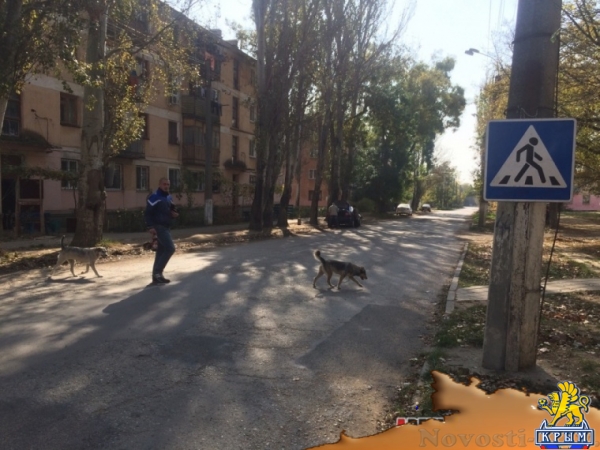 Hand-made по-керченски: смертельный участок обозначили дорожным знаком - «Керчь» Hand-made по-керченски: смертельный участок обозначили дорожным знаком - «Керчь»