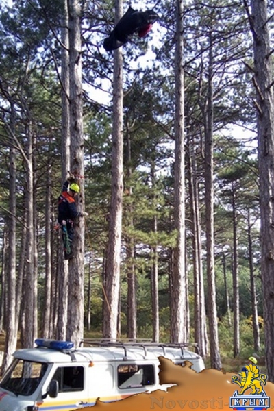 В Крыму снимали с дерева застрявшего парапланериста - «Происшествия»