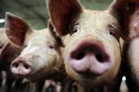 В Крыму собрали 50 тысяч тонн винограда - «Новости Крыма»