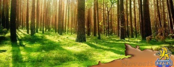 Почти 200 человек искали заблудившегося в крымских лесах 8-летнего ребенка - «Происшествия» Почти 200 человек искали заблудившегося в крымских лесах 8-летнего ребенка - «Происшествия»