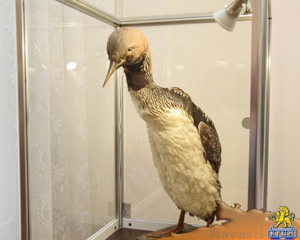 Фотовыставка северных пейзажей открылась в Евпатории - «Общество Крыма»