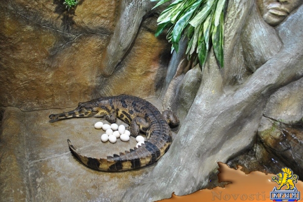 В Крыму принесли потомство редкие крокодилы - «Новости Крыма»