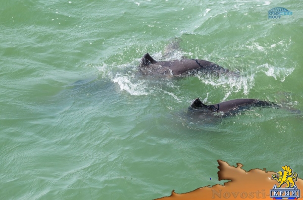 Ученые завершают осенний подсчет дельфинов в районе строительства Крымского моста - «Возвращение в Россию»