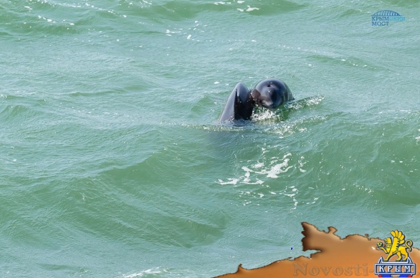 Ученые завершают осенний подсчет дельфинов в районе строительства Крымского моста - «Возвращение в Россию»