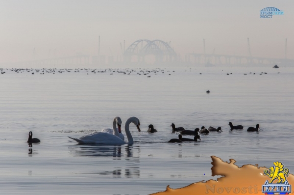 Ученые завершают осенний подсчет дельфинов в районе строительства Крымского моста - «Возвращение в Россию»