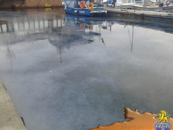 В Балаклаве из-за медуз море превратилось в кисель - «Общество»