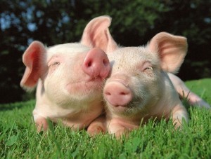 В Судаке зафиксировали новую вспышку АЧС  - «Новости Крыма»