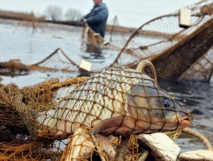 В Крыму задержали браконьерарецедивиста - «Происшествия Крыма»