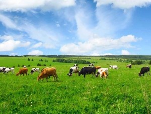 В Крыму будут поддерживать местных производителей молока  - «Новости Крыма»