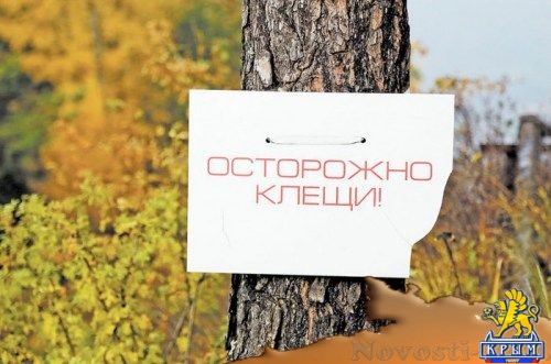 Власти предупреждают: клещи массово кусают крымчан - «Происшествия»