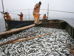 Рыбной отраслью полуострова заинтересовались бизнесмены из Китая  - «Новости Крыма»