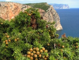 Минкурортов призывает крымчан к сохранению можжевельника - «Общество Крыма»