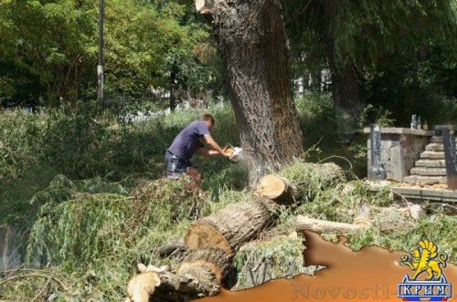 Эколог: за четыре года в Крыму вырубили около 100 тысяч деревьев - «Политика»
