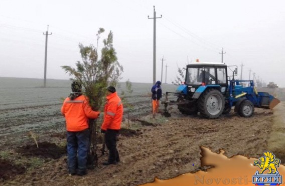 Крымавтодор высадил 6500 деревьев вдоль обслуживаемых дорог - «Экология»