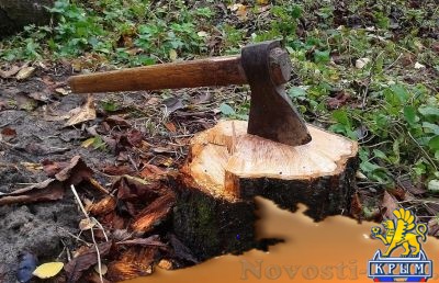 Украинский оккупационный прокурор на Луганщине занимается незаконной вырубкой леса - «Происшедствия Крыма»