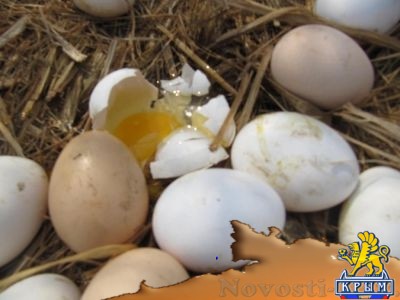 Украина экспортирует в страны Евросоюза яйца с сальмонеллой - «Происшедствия Крыма»