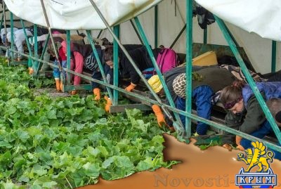 Грузия ввязывается в гастарбайтерскую войну с Украиной за мытье израильских унитазов - «Экономика Крыма»
