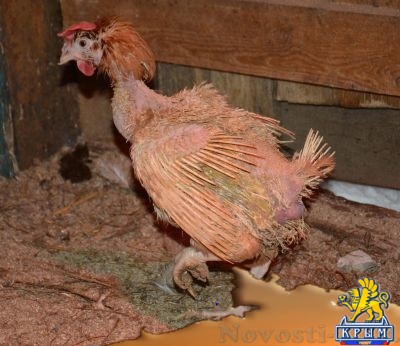 Ни пуха, ни пера… Украинское птицеводство на грани вымирания - «Экономика Крыма»