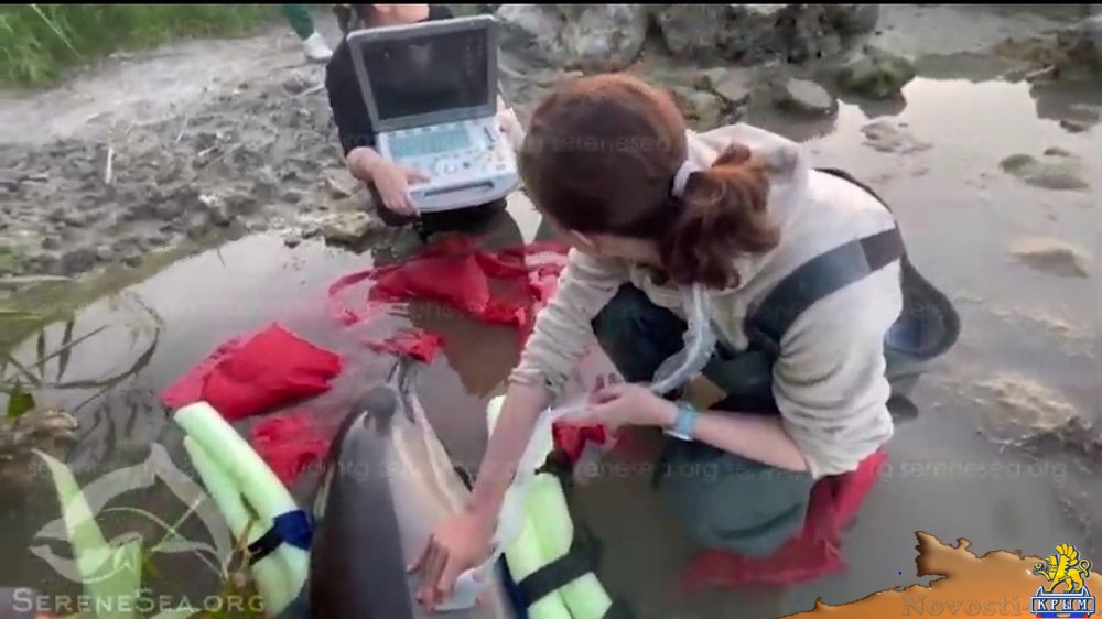 В Крыму дельфину 6 дней делали капельницы и приносили свежую рыбу - (видео)