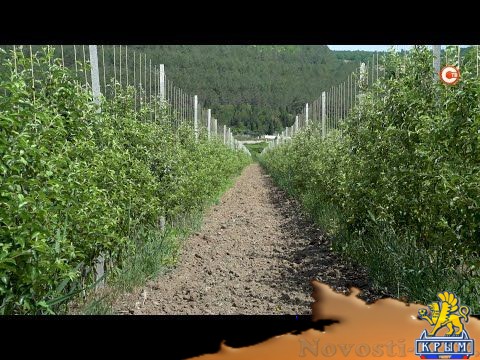 В Севастополе планируют собрать около 900 тонн урожая косточковых и семечковых культур - (видео)