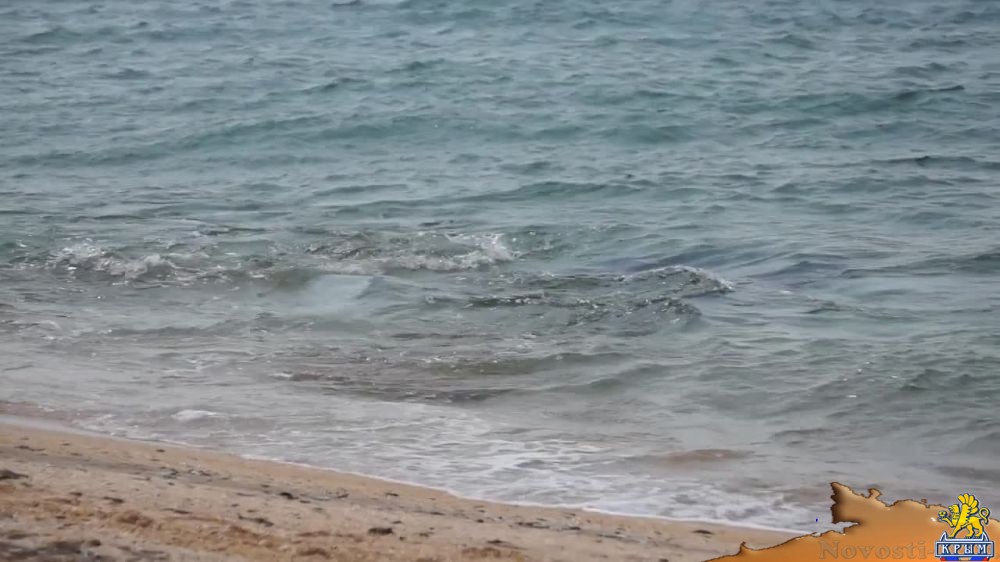 Как в Крыму веселые дельфины ловят рыбу на мели - (видео)