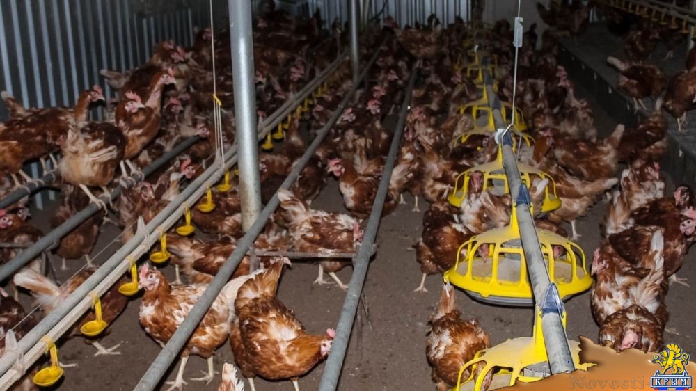 Алиме Зарединова: Для развития личных подсобных хозяйств из бюджета Республики Крым выделено 30 миллионов рублей - «Экономика»