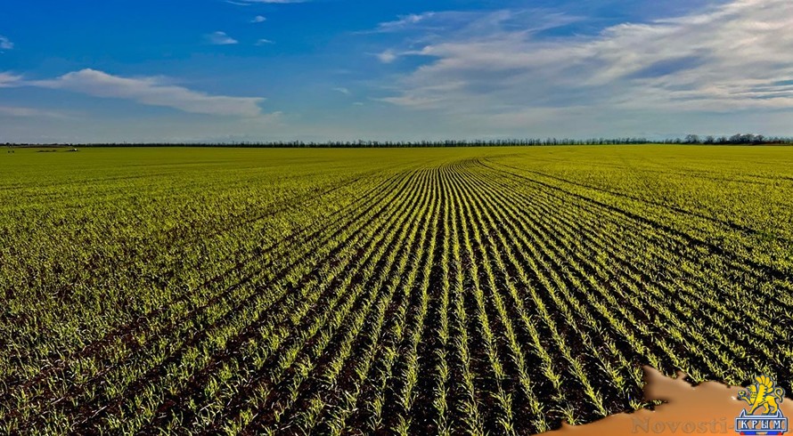Аграрии Крыма перевыполнили план по севу озимых зерновых - «Экономика Крыма»