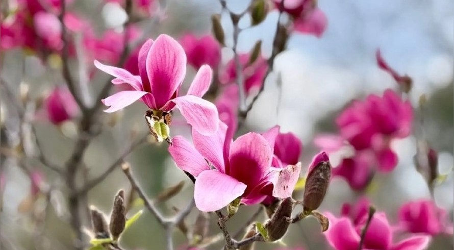 Магнолии раскрасили городские парки Симферополя - «Культура Крыма»